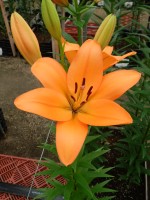 [5095 Lavendou VWS No02.JPG]